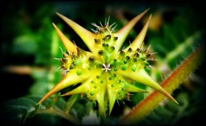 tribulus