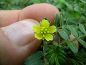tribulus terrestris