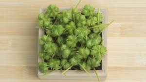 tribulus terrestris opinioni