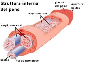 ecco cosa fanno questi medicinali