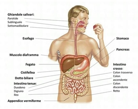 digestione